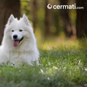 Bisa Seharga Satu Buah Mobil Ini Dia 10 Ras Anjing Termahal Di