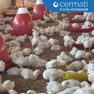 Tips Sukses Berbisnis Ternak Ayam Untuk Pemula Cermati