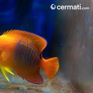 Langka Dan Super Indah Ini Dia 10 Jenis Ikan Hias Termahal Di