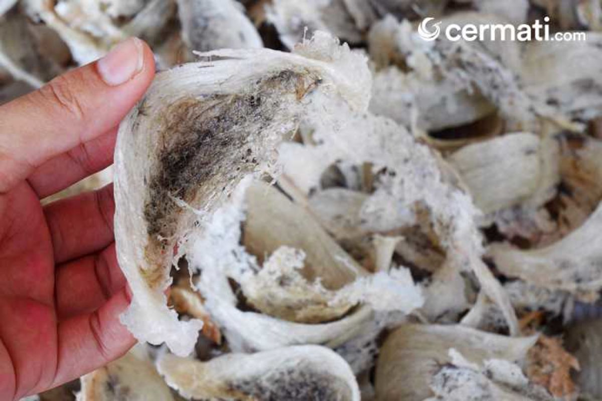 Bisnis Untung Gede Begini Cara Hitung Pajak Sarang Burung Walet