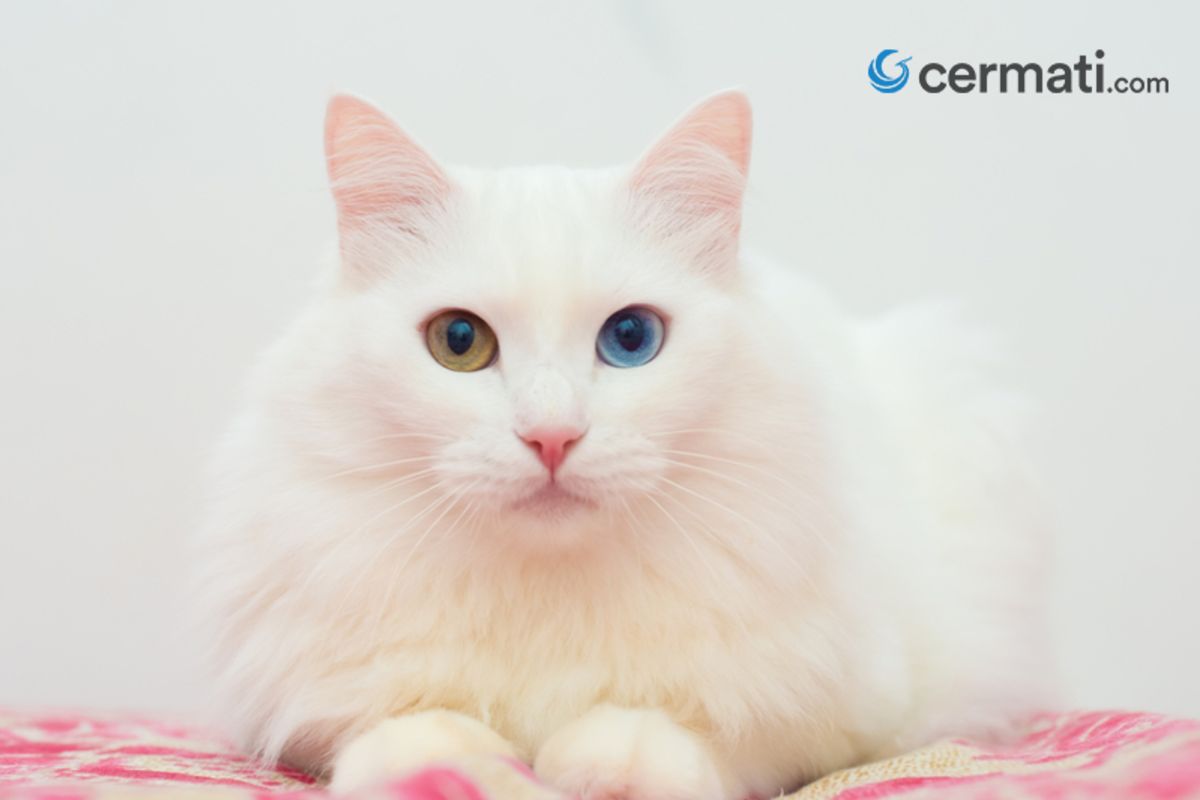 Kucing Anggora, Ketahui Ciri Fisik dan Tips Memelihara Binatang 