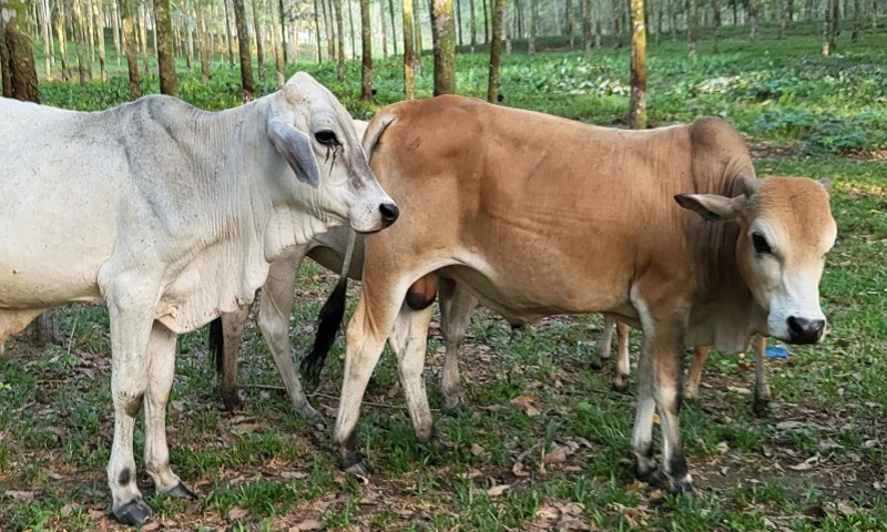 bisnis hewan qurban