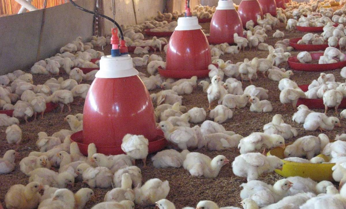 Cara Ternak Ayam Broiler 100 Ekor