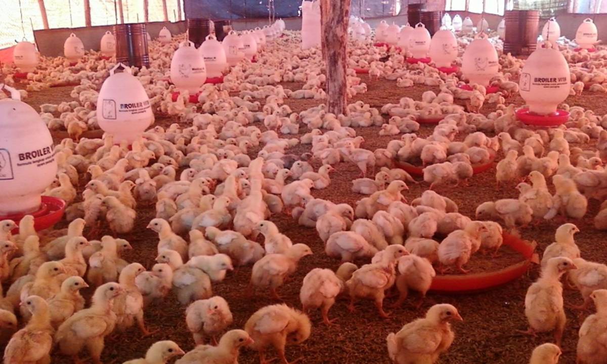 Tips Sukses Berbisnis Ternak Ayam Untuk Pemula Cermati