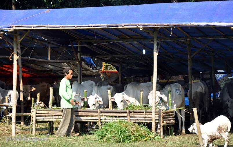 Pasar Qurban