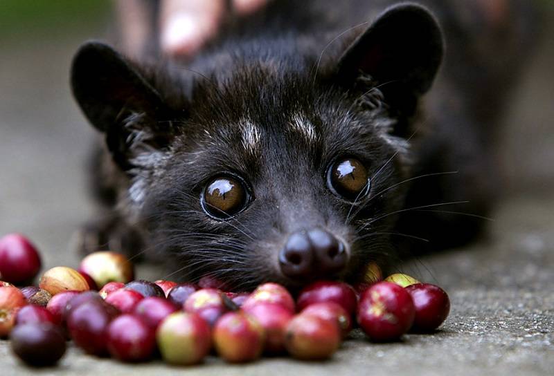 Kopi Luwak via kopikopian.com