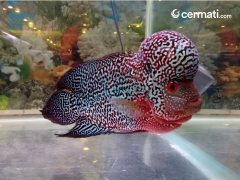 Mengenal Ikan Louhan yang Dipercaya Membawa Kebahagiaan serta Kesejahteraan
