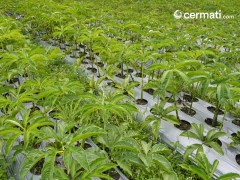 Kenali Apa Itu Tanaman Porang dan Sederet Tips Membudidayakannya