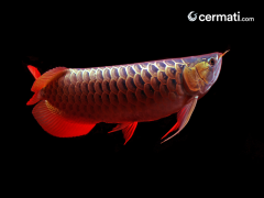 Ikan Arwana Dihargai Fantastis, Kenali Alasannya Mengapa Menjadi Ikan yang Banyak Digemari
