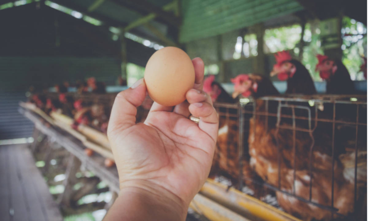Cara Berbisnis Ayam Petelur Yang Masih Menjanjikan Keuntungan Berlimpah Hingga Kini Cermati Com