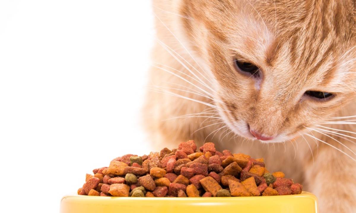 Perawatan Kucing Mahal, Ini Cara Hemat yang Bisa Dilakukan 
