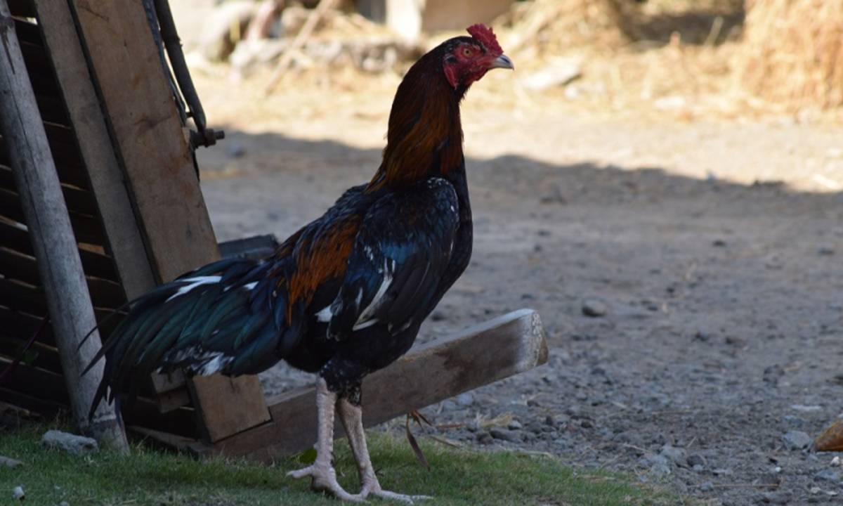 Ayam laga terbaik di dunia