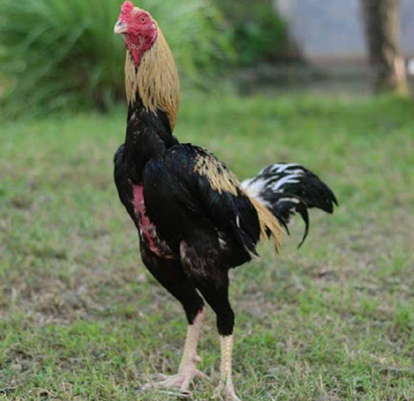  Paling  Keren 27 Gambar Ayam  Jago Hitam Putih