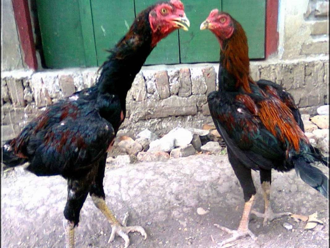 Ayam Bangkok Jenis Ayam Aduan Dengan Harga Fantastis Cermati