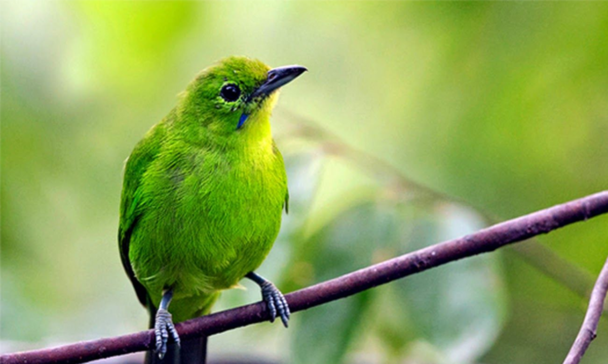 49+ Jenis burung kicauan yang banyak dipelihara masyarakat indonesia terbaru