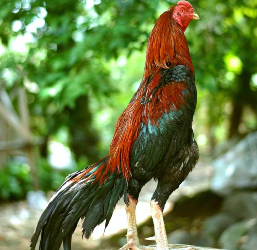  Ayam  Bangkok Jenis Ayam  Aduan Dengan Harga Fantastis 