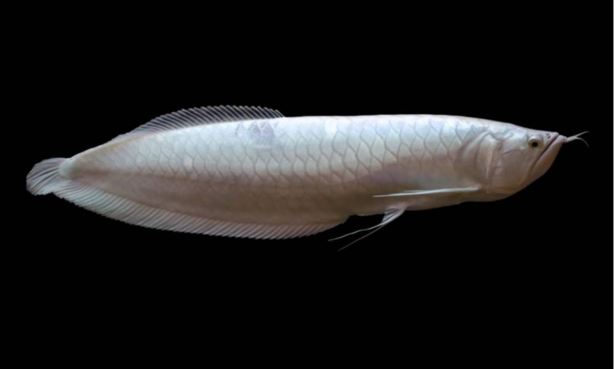Langka Dan Super Indah Ini Dia 10 Jenis Ikan Hias Termahal Di Dunia Cermati Com