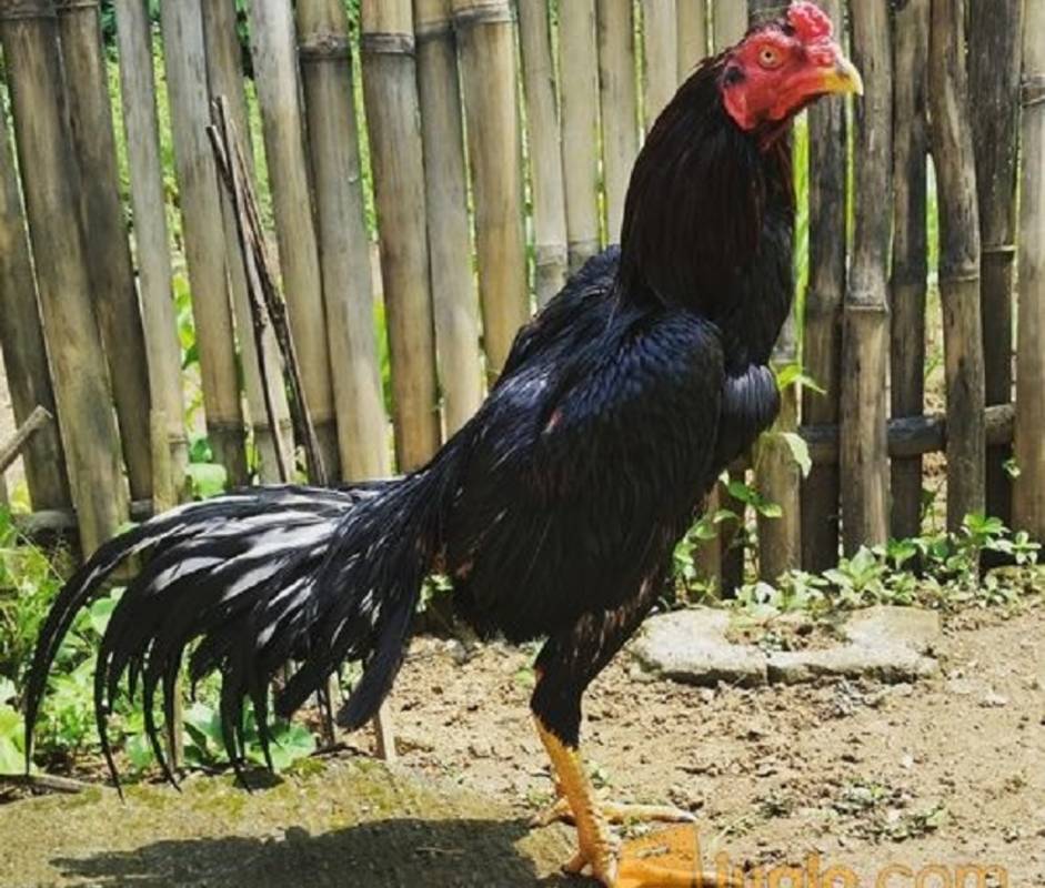 Ayam Bangkok, Jenis Ayam Aduan dengan Harga Fantastis - Cermati.com