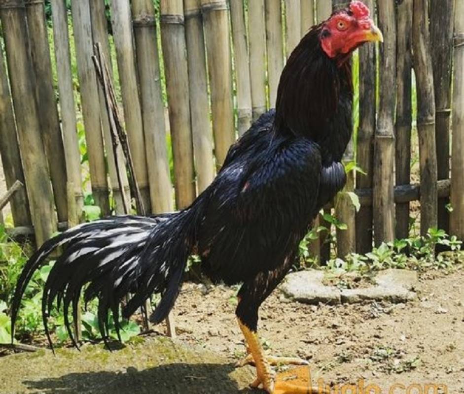 18 Gambar  Ayam  Jago Hitam Putih Cari Gambar  Keren HD