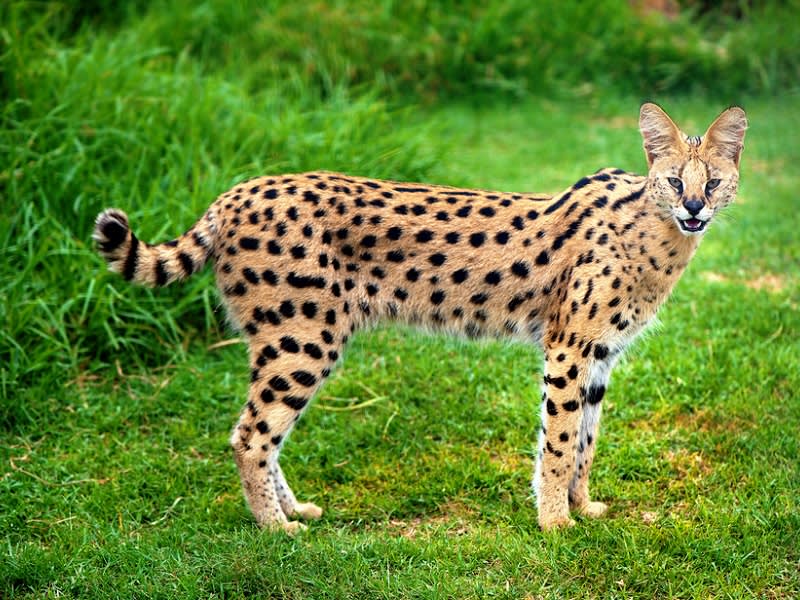 serval