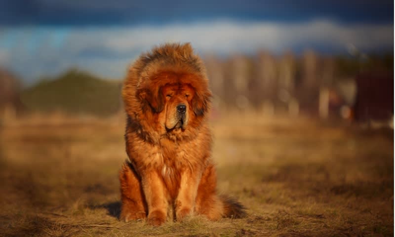 Tibetan Mastiff 