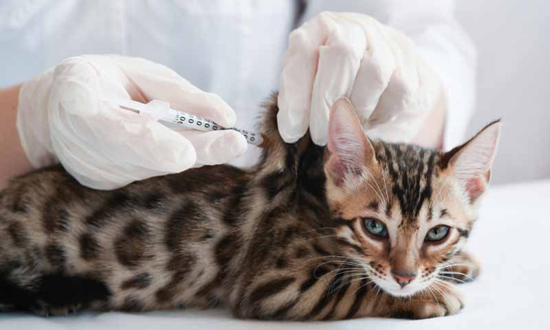 Vaksin Kucing