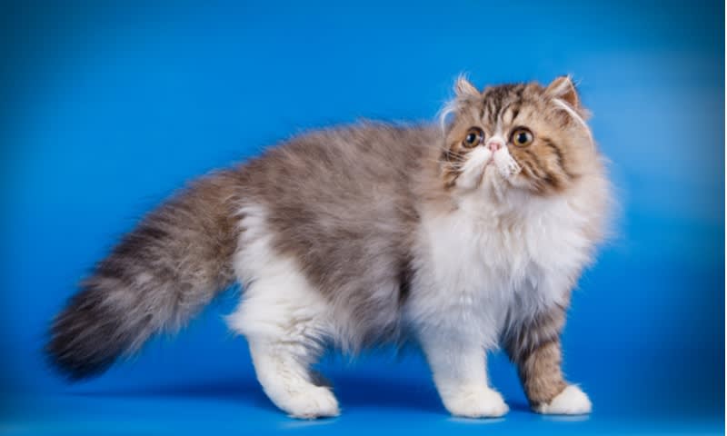 Persia Cat