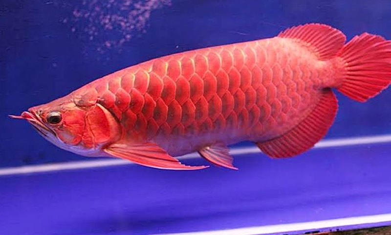 Ikan Arwana Super Red