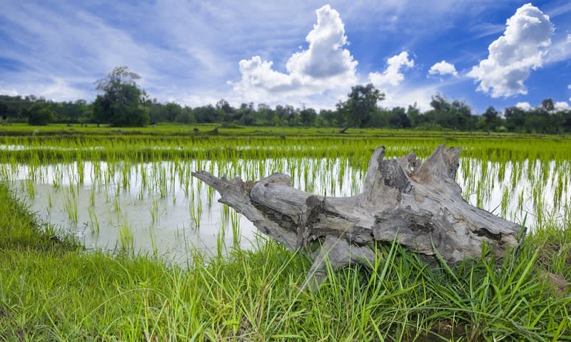 ladang padi di isaan