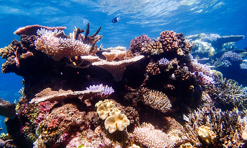 Great Barrier Reef