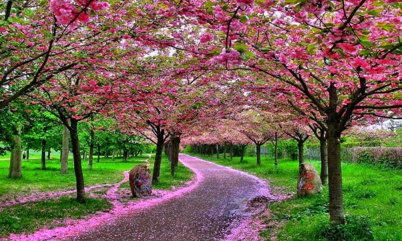 Rekomendasi Taman  Bunga  Di Indonesia Yang Cantik dan 