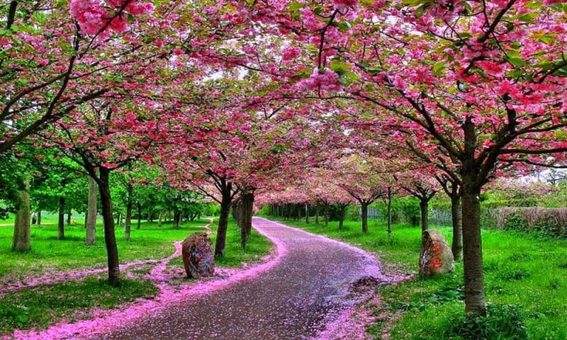 Taman Bunga Sakura Cibodas - BEAUTIFUL GARDEN IN INDONESIA