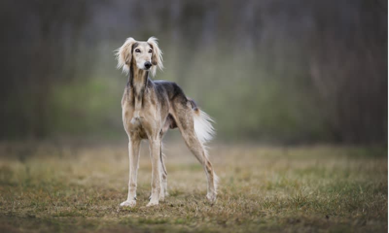 Saluki