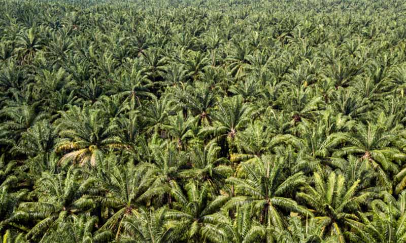 Perkebunan Kelapa Sawit