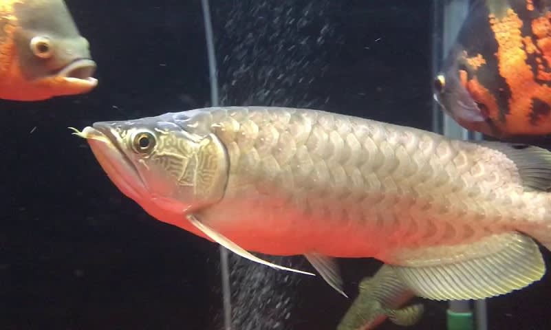 Nami Green Arowana