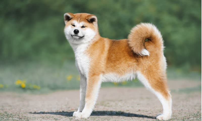 Akita