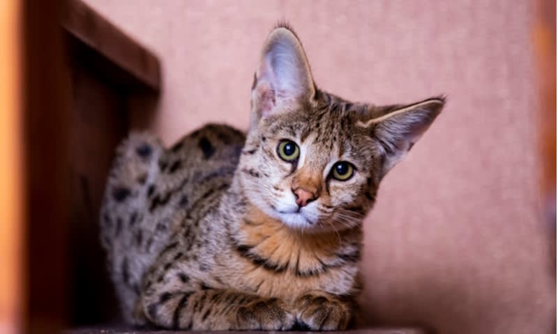 Savannah cat