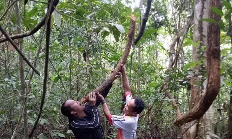 Minum Air dari Akar Bajakah