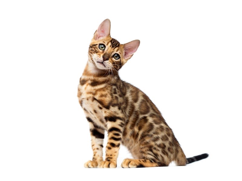 bengal