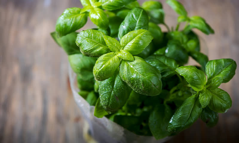 basil