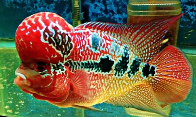 Ikan Louhan Golden Red