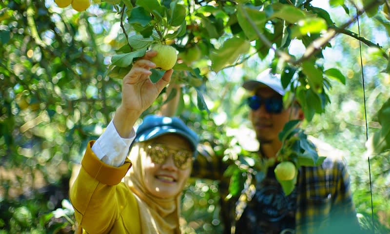 petik buah