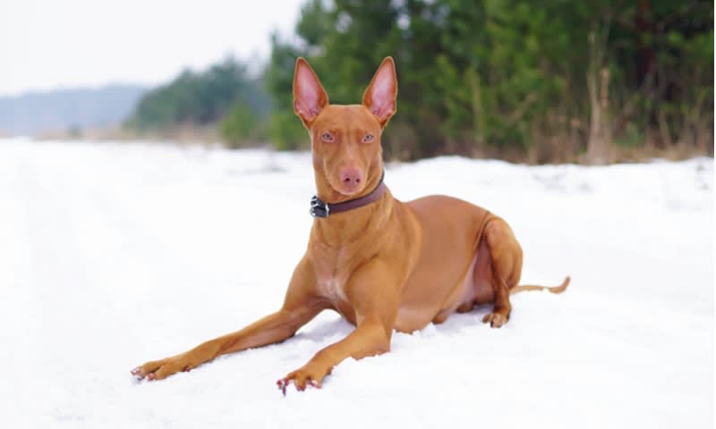 Pharaoh Hound 