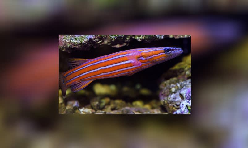 Australian Flathead Perch