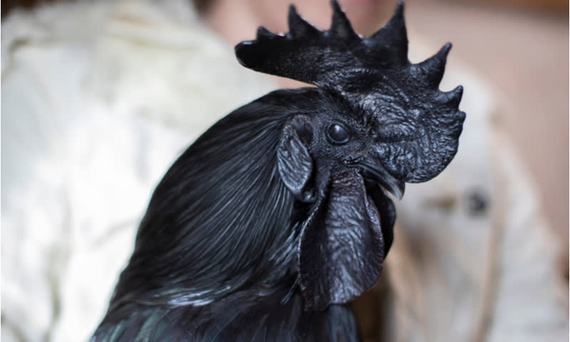 Harga Jual Ayam Cemani Di Indonesia Sangat Mahal Ini Alasannya Cermati Com