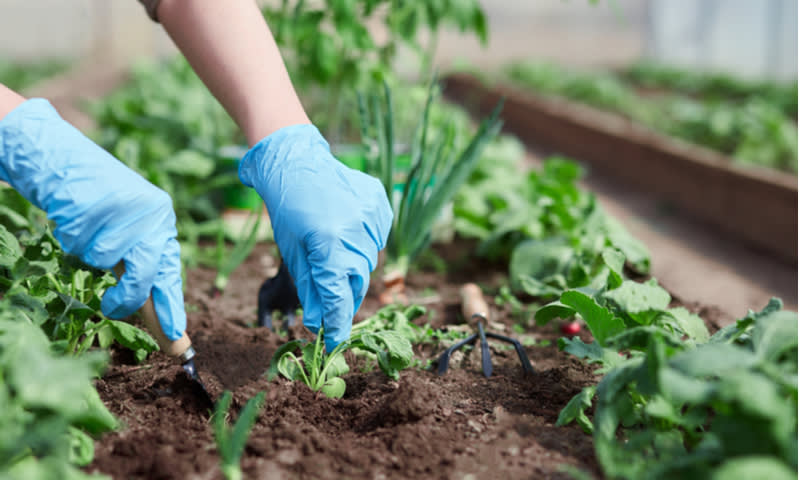 berkebun