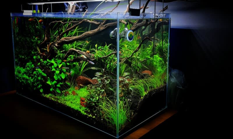 aquascape