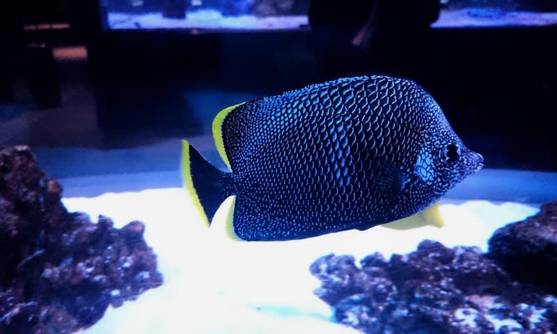 Wrought Iron Butterflyfish