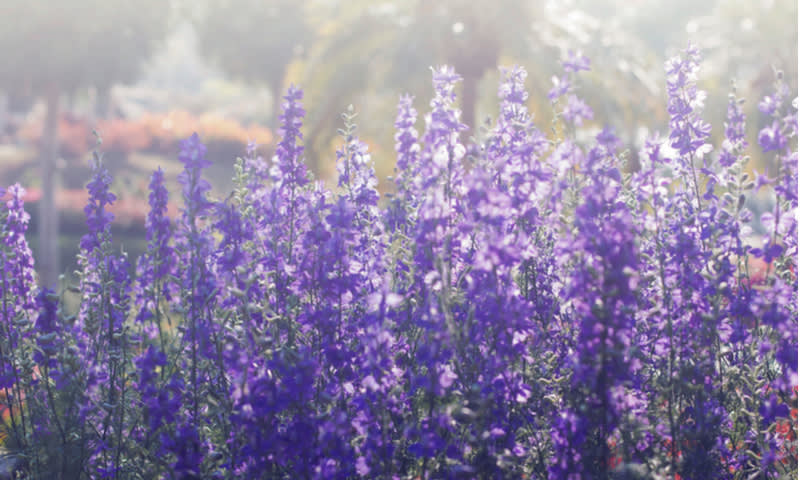 lavender