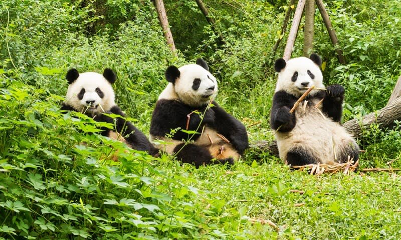 Research Base of Giant Panda Breeding